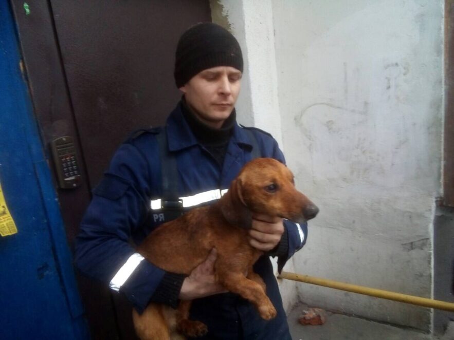 В Прощеное воскресенье чудесное спасение таксы на Днепропетровщине (ФОТО). новости Днепра