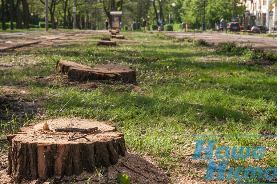 Какие деревья и по какому принципу обрезают в Днепре. Новости Днепра