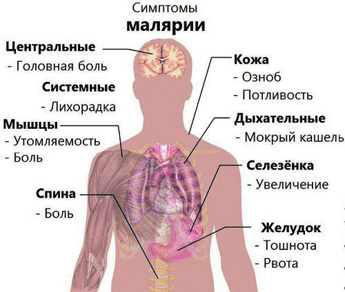 Убийственная малярия. Новости Днепра