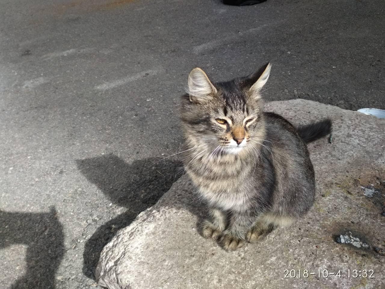 В Днепре кота модной породы выставили на улицу. Новости Днепра