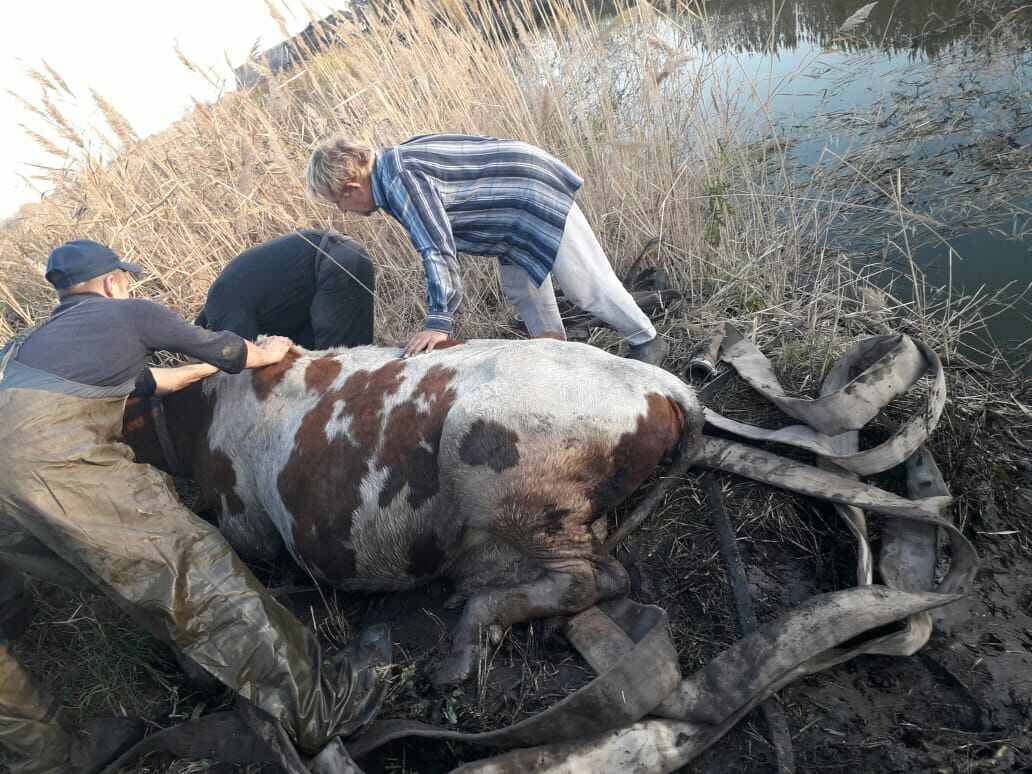 Под Днепром спасли корову, которая свалилась в реку. Новости Днепра