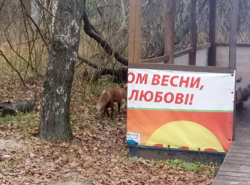 В Днепре орудуют бешеные лисы: правда или фейк (ФОТО). Новости Днепра