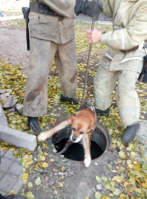 Под Днепром собака упала в канализационный люк: четверолапого удалось спасти. Новости Днепра