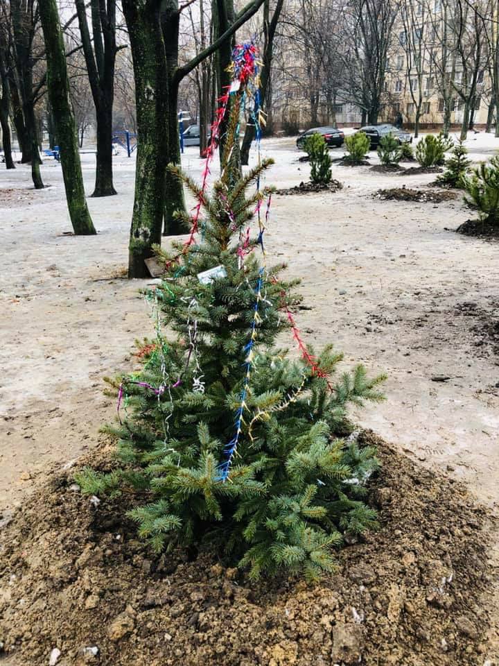 Сажали семьями: в Днепре создали настоящий хвойный сад. Новости Днепра