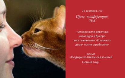 Особенности животных инвалидов в Днепре, восстановление «Кошкиного дома» после ограбления, и акция «Подари котикам сказочный Новый год»: прямая трансляция. Новости Днепра