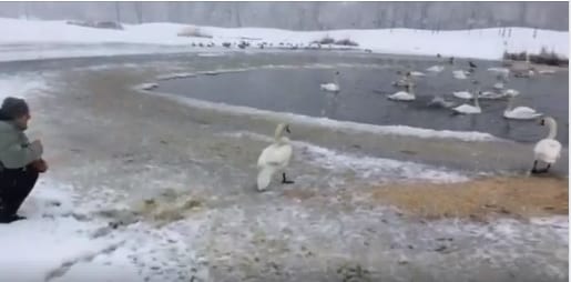 Уникальное видео: лебедя из парка Глобы доставили в Межигорский приют. Новости Днепра