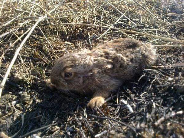 Их гибель на наших руках: в Днепре в огне каждый год умирает множество диких животных. Новости Днепра