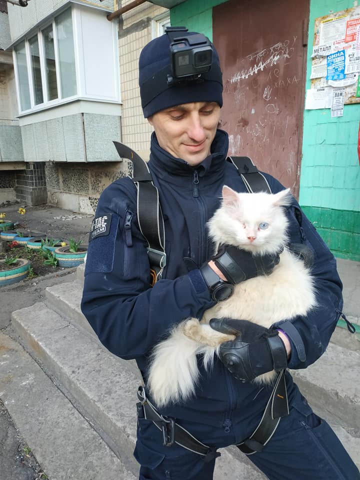 Экстремал из Кривого Рога спас кота из ловушки на высоте 30 метров (видео). Новости Днепра