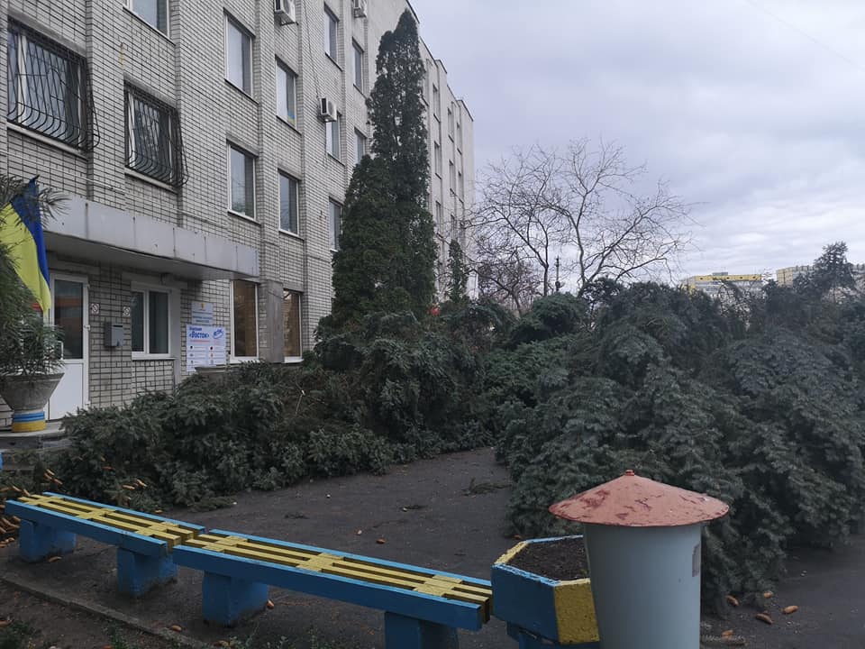 В Днепре на Калиновой высоченные ели вырвало с корнем (Фото). Новости Днепра