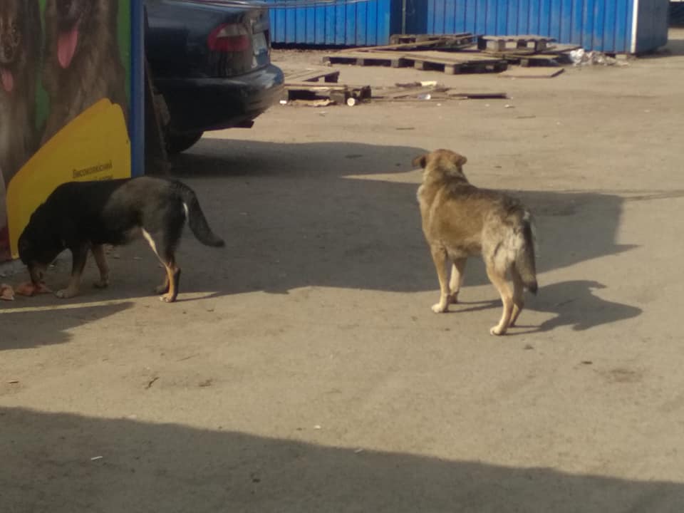 В Днепре закрывают очередной рынок стихийной торговли: местные собаки останутся бездомными. Новости Днепра