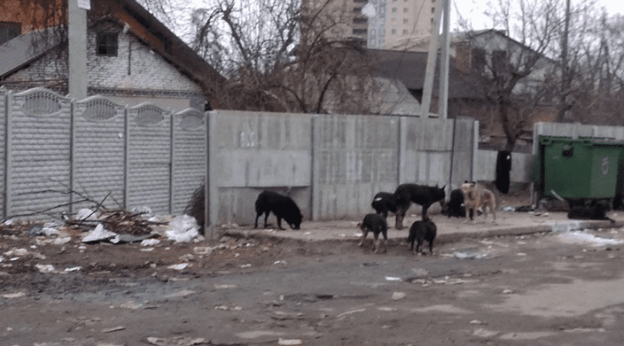 Агрессивная стая бродячих собак держит район Днепра в страхе. Новости Днепра 