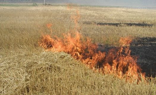 Под Днепром горело лесничество. Новости Днепра