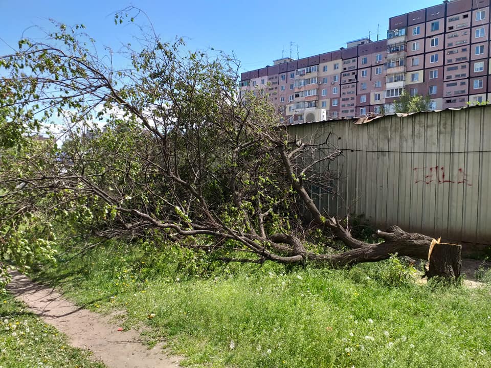 В Днепре неизвестные с бензопилами уничтожают деревья (Фото). Новости Днепра