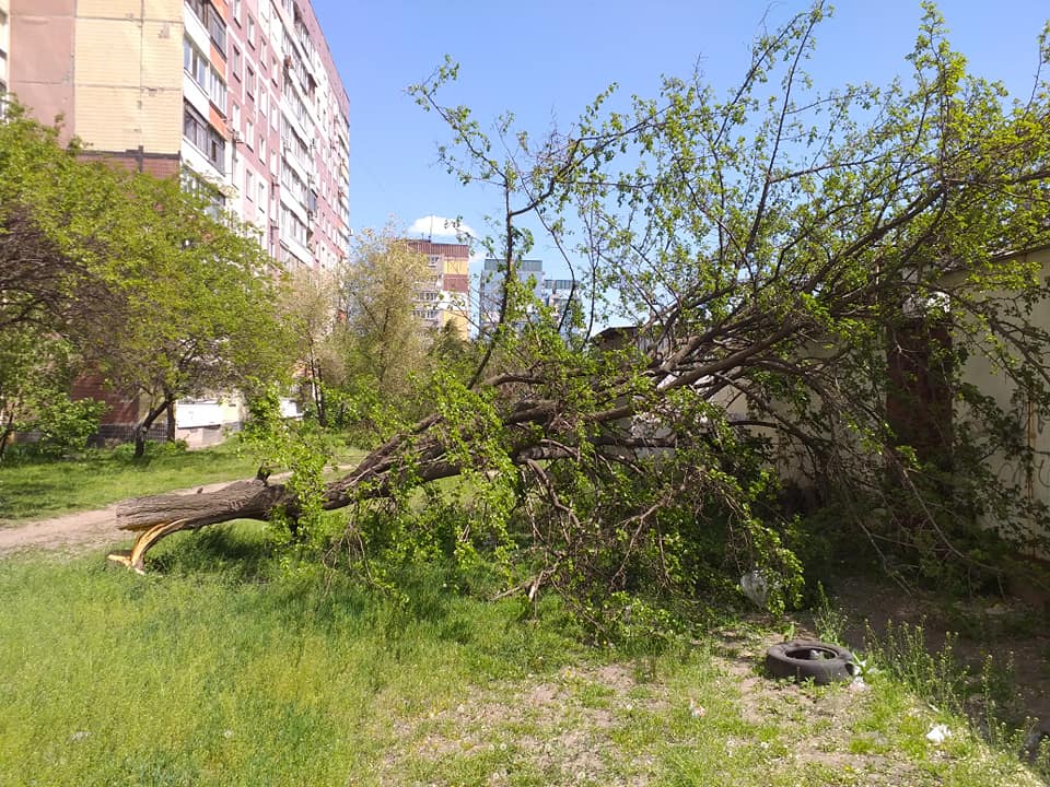 В Днепре неизвестные с бензопилами уничтожают деревья (Фото). Новости Днепра