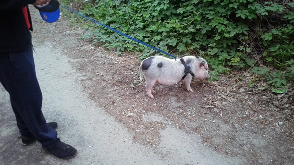 Такого вы еще не видели: в Днепре выгуливают на поводке свинью (ФОТО). Новости Днепра