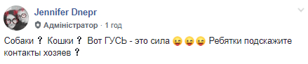 В Днепре вместо собак начали выгуливать гусей (Видео). Новости Днепра