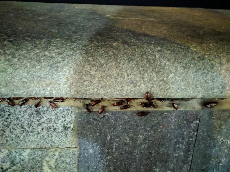 В Бердянске на набережной нашествие тараканов (Фото). Новости Днепра