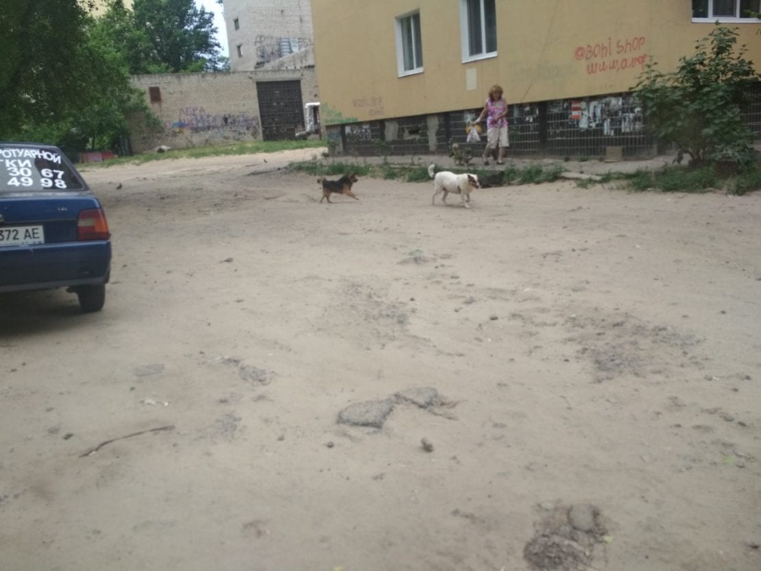 Прошла все круги ада: в Днепре женщину на ул. Калиновой покусала собака (Фото). Новости Днепра