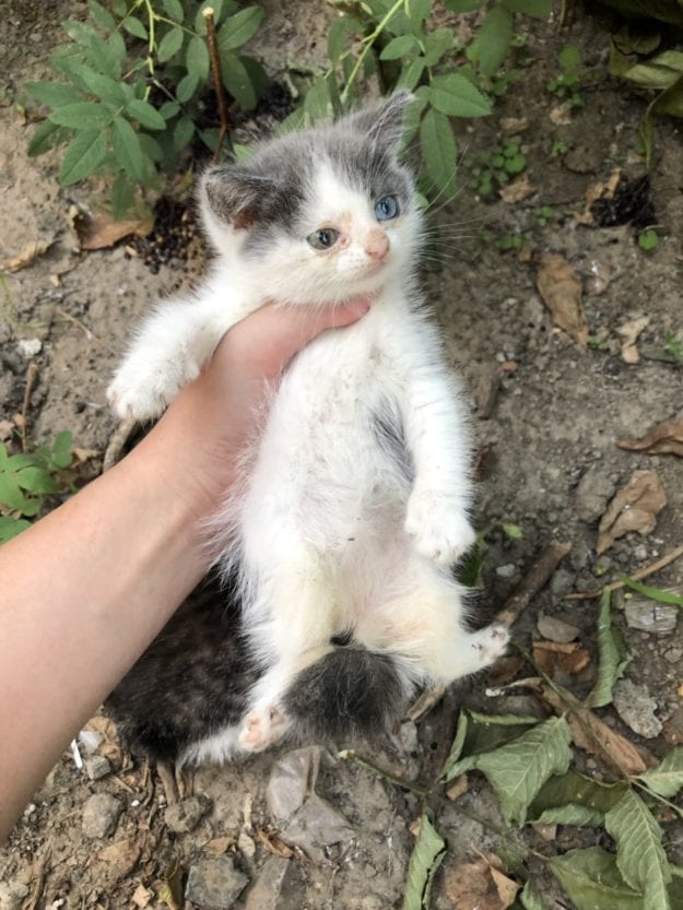 Чипу и Дейлу в Днепре нужна помощь: котятам вывихнули лапки и бросили умирать (Фото)