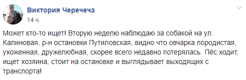 В Днепре появился новый Хатико. Новости Днепра