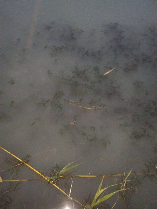 Жуткая вонь и молочно-белая вода: что происходит на Курячем озере в Днепре. Новости Днепра