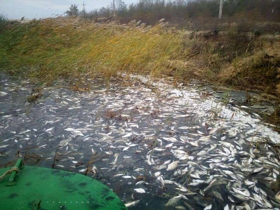 В реке Днепр зафиксировали массовый мор рыбы: экологи бьют тревогу (Фото). Новости Днепра