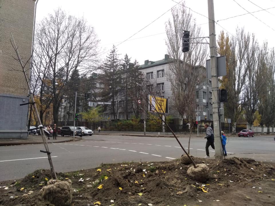 В центре Днепра массово высаживают молодые деревья (Фото). Новости Днепра