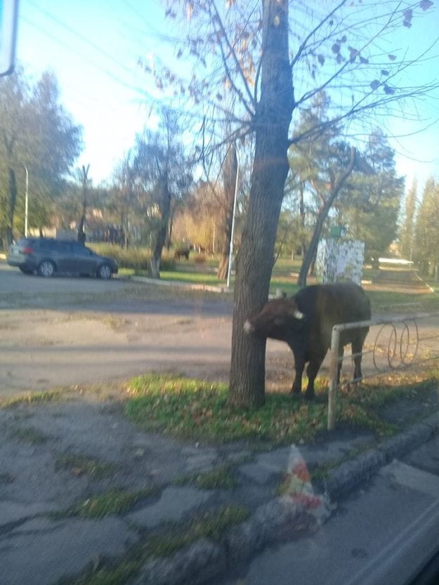 В Кривом Роге одинокий бык разгуливал по вечернему городу. Новости Днепра