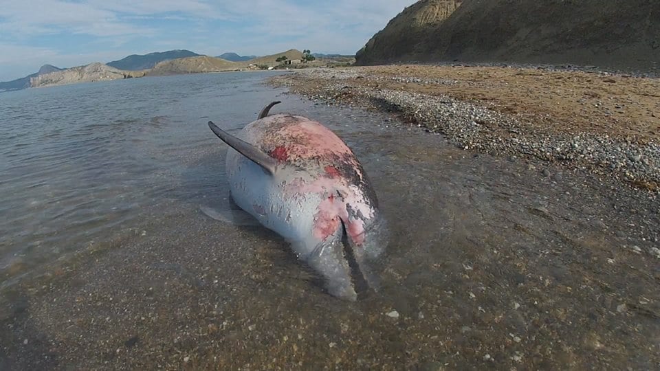 На Азовском море обнаружили мертвых животных: жуткое зрелище. Новости Днепра