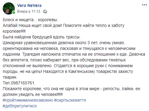 В Днепре алабай Нюша ищет свой замок. Новости Днепра