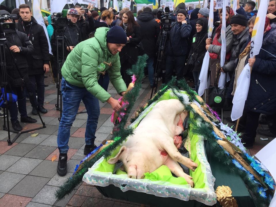 Мертвую свинью в гробу принесли под Верховную Раду: что происходит в Киеве (Фото). Новости Днепра