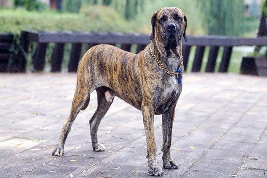 Самые опасные и непредсказуемые породы собак