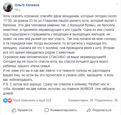 В Днепре соседи спасли кота, выпавшего с окна. Новости Днепра