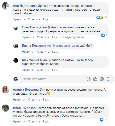 Под Днепром зимует благородное семейство. Новости Днепра