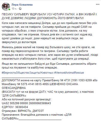 В Днепре неизвестные изувечили собаку (Фото). Новости Днепра