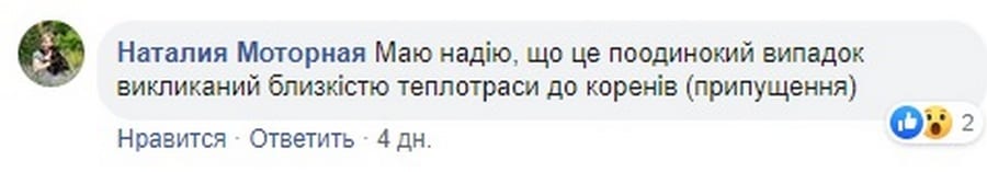 Под Днепром произошло новогоднее чудо (Фото)