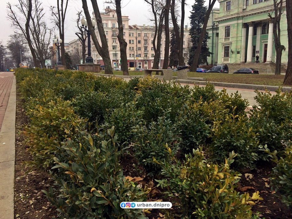 В Днепре зимой появился новый зеленый оазис. Новости Днепра