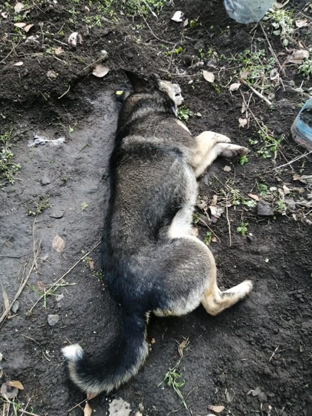 В Днепре отравили собаку, охранявшую детский сад