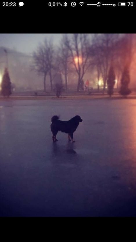 В Днепре "волшебники" сделали домик для Мошика. Новости Днепра