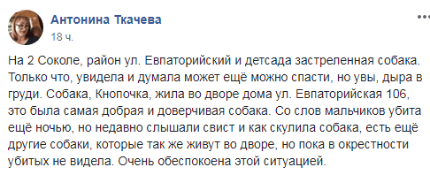 В Днепре на Соколе отстреливают собак возле детсада. Новости Днепра