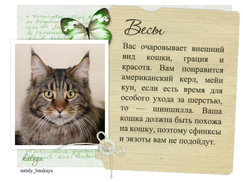 Кошки по знаку зодиака | Какая порода подходит вам больше всего?