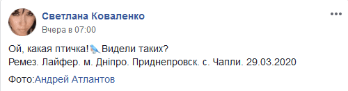 В Днепре запечатлели необыкновенную певчую птицу. Новости Днепра