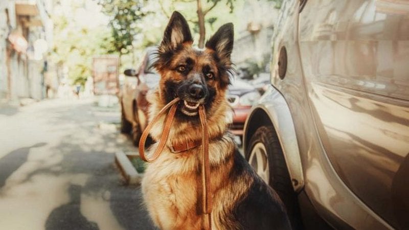ТОП-3 породы собак, авторитет которых нужно заслужить