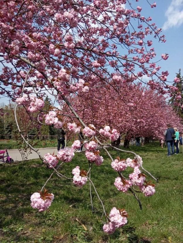 Возле ДИИТа зацвела аллея сакур (Фото). Новости Днепра