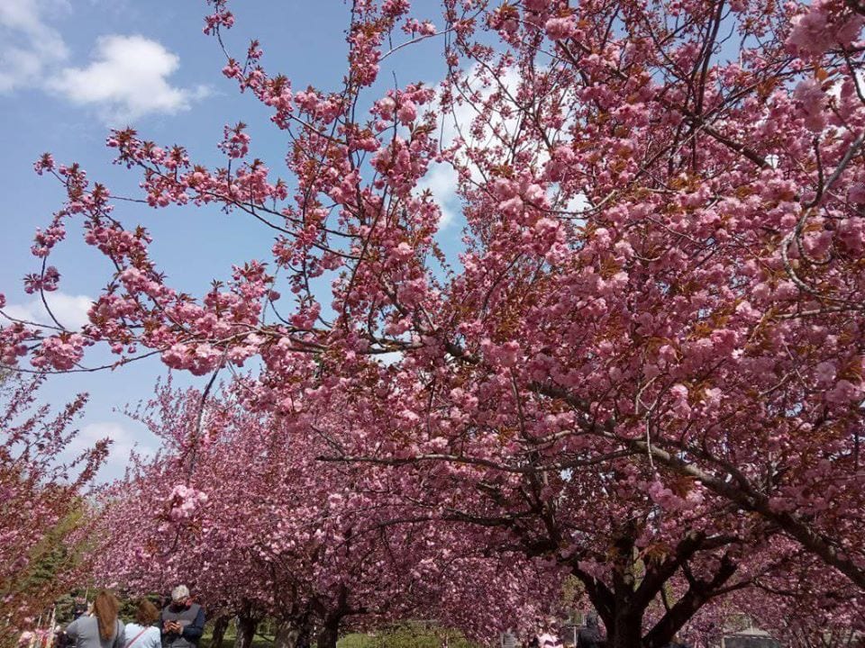 Возле ДИИТа зацвела аллея сакур (Фото). Новости Днепра