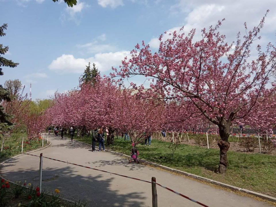 Возле ДИИТа зацвела аллея сакур (Фото). Новости Днепра