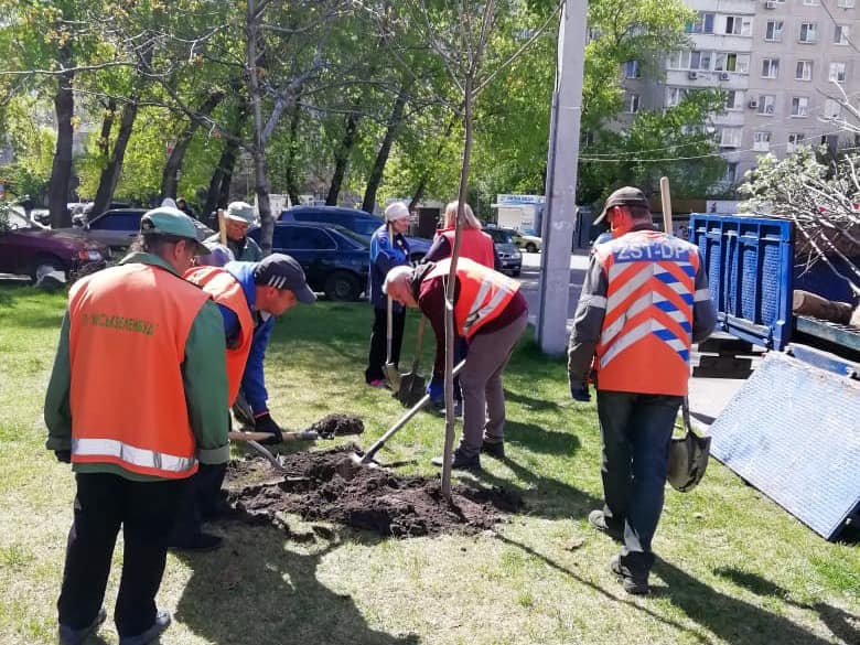 На Парусе высадили сотни саженцев рябины и катапльпы. Новости Днепра