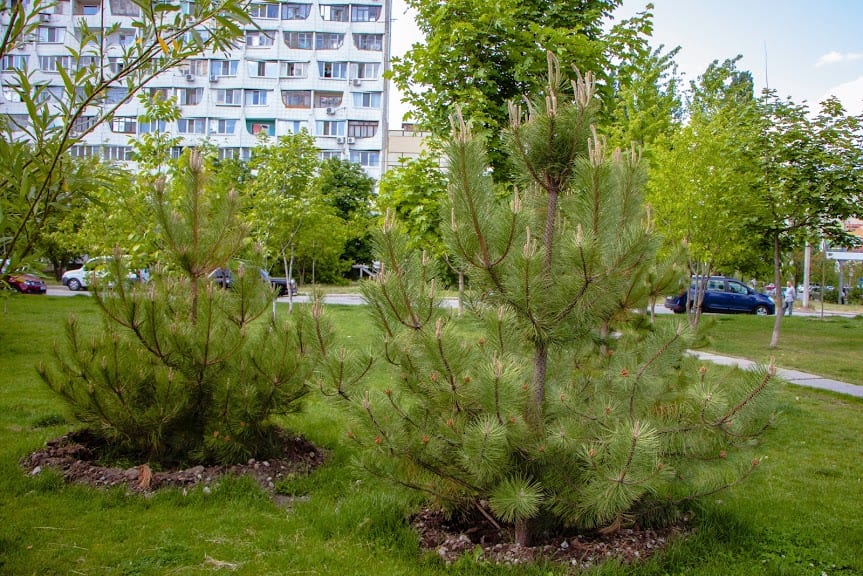 В Днепре закончилась весенняя высадка деревьев