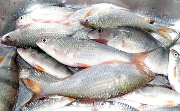 Какую рыбу можно поймать в Азовском море: никто не останется без улова