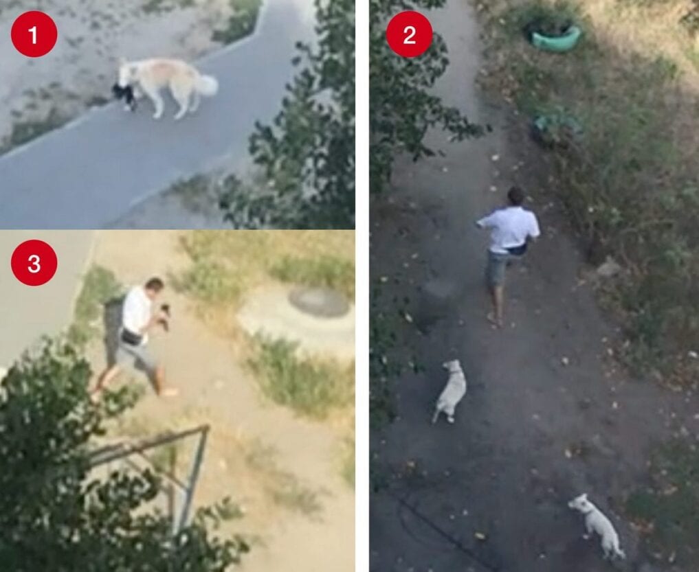 Закопал в пыль и ушел: в Днепре на Парусе стая домашних собак держит в страхе весь двор (Фото, видео)